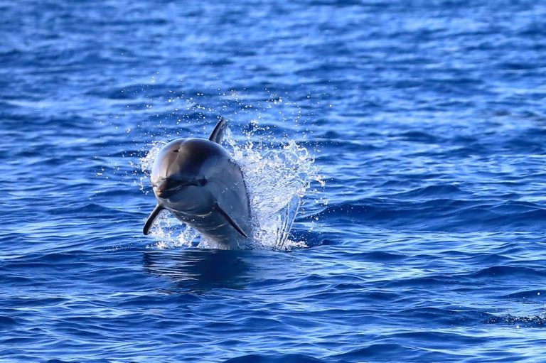 Dauphin Porquerolles Passion Med